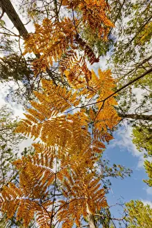 A Visual Symphony: Upward view through ferns in pine forest, Upper Peninsula of Michigan, USA
