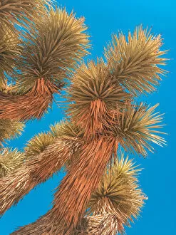 Images Dated 2nd October 2016: Upward view of Joshua Tree on sunny bright day