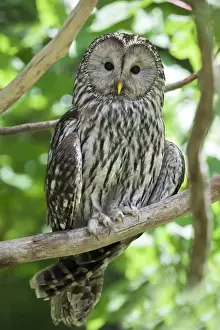 Raptor Prints: Ural Owl -Strix uralensis-, Neuschoenau outdoor animal enclosure