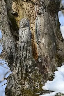 Images Dated 4th February 2013: Ural owl -Strix uralensis- perched on an old tree trunk, nesting in the old tree, Kawayu Onsen