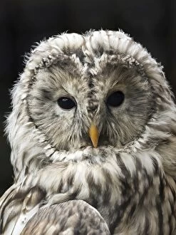 Animals In Captivity Collection: Ural Owl (Strix uralensis), portrait. Pyrenees, France
