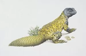 Uromastix acanthinurus, Spiny-tailed Agama, side view