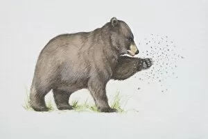 Ursus americanus, American Black Bear trying to catch flying insects with its paw, side view