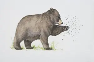 Ursidae Prints: Ursus americanus, American Black Bear trying to catch flying insects with its paw