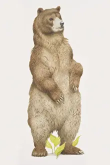 Ursidae Prints: Ursus arctos horribilis, Grizzly Bear standing on its back legs