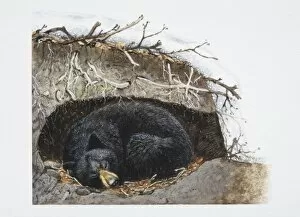 Recreational Pursuit Collection: Ursus thibetanus, sleeping Asiatic Black Bear curled up in its winter den