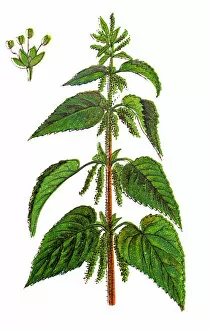 Images Dated 25th November 2018: Urtica dioica, often called common nettle, stinging nettle or nettle leaf