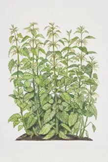 Images Dated 15th June 2006: Urtica dioica, Stinging Nettle