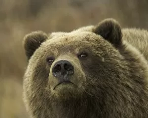 Images Dated 26th June 2006: USA, Alaska, Denali National Park, brown bear (Ursus arctos) cub