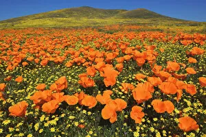 Images Dated 15th September 2005: USA, California, Antelope Valley, California golden poppies