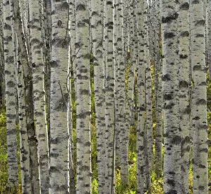 Grove Collection: USA, Colorado, aspen grove, close-up of trunks