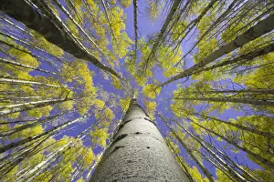 Colorado Gallery: USA, Colorado, autumnal aspen grove, low angle view (focus on trunk)