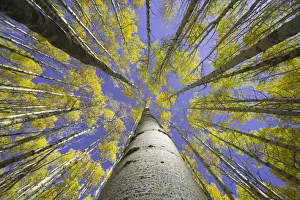 Grove Collection: USA, Colorado, autumnal aspen grove, low angle view (focus on trunk)