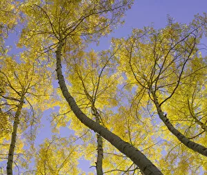 Colorado Gallery: USA, Colorado, autumnal aspen trees, low angle view