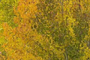 Images Dated 26th June 2006: USA, Colorado, autumnal aspen trees, full frame