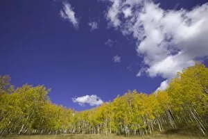 Colorado Gallery: USA, Colorado, Raggeds Wilderness Area, aspen grove, autumn