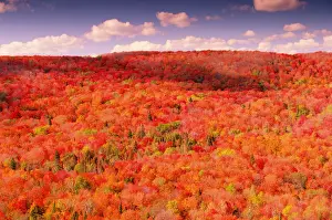 USA, Minnesota, Sawtooth Mountains, forest in autumn, elevated view