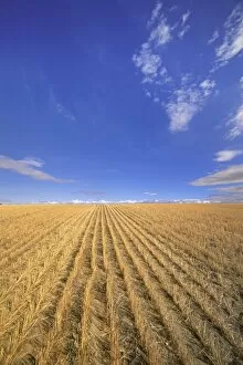 USA, Montana, Billings, harvested wheatfield, autumn