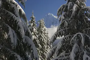 Mt Hood Prints: USA, Oregon, Cascade Range, Mt Hood through snowy evergreen forest