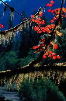 USA. Twigs with bright fall leaves and moss, Washington, autumn. Olympic National Park