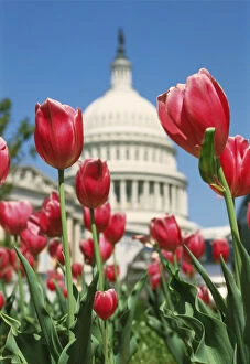 Images Dated 6th January 2015: USA, Washington D.C. Capitol Hill, Capitol Building and tulip flowers