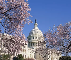 Images Dated 6th January 2015: USA, Washington D.C. Capitol Hill, Capitol Building, cherry blossoms