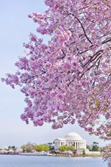 Delicate Cherry Blossoms Collection: USA, Washington DC, Cherry tree in blossom with Jefferson Memorial in background