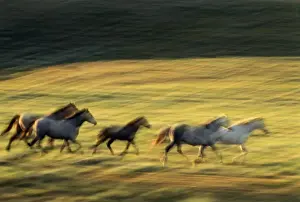 USA, Wyoming, Red Desert, horses galloping (blurred motion)