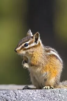 Images Dated 30th May 2015: USA, Yellowstone National Park, Chipmunk