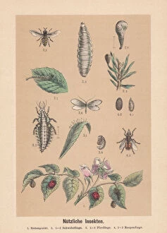 Images Dated 5th November 2017: Useful insects, hand-colored lithograph, published in 1888