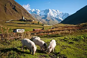 Svaneti Prints: Ushguli Pigs