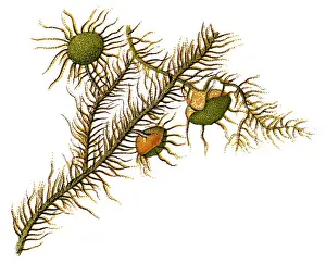 Usnea barbata, old mans beard, or beard lichen