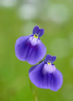 Utricularia