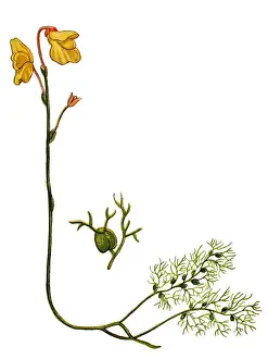 Utricularia vulgaris (greater bladderwort or common bladderwort)