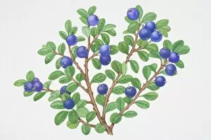 Vaccinium myrtillus, Bilberry, sprigs of blue berries with small green leaves
