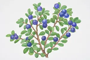 Uncultivated Prints: Vaccinium myrtillus, Bilberry, sprigs of blue berries with small green leaves