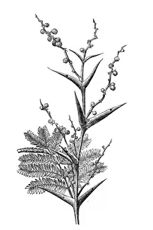 Needle Plant Part Prints: Vachellia sphaerocephala (bulls horn thorn or bee wattle)