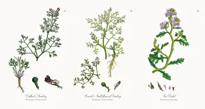 Fumitory Prints: Vaillantas Fumitory, Fumaria Vaillantii, Victorian Botanical Illustration, 1863