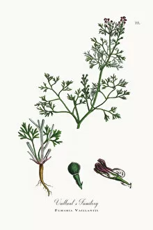 Images Dated 25th September 2017: Vaillantas Fumitory, Fumaria Vaillantii, Victorian Botanical Illustration, 1863