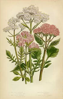 Spice Gallery: Valeran, Heliotrope, Victorian Botanical Illustration