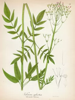 Images Dated 28th April 2017: Valerian botanical engraving 1843