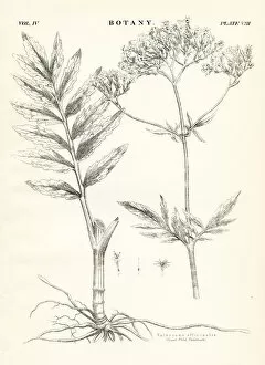 Images Dated 10th April 2017: Valerian engraving 1877