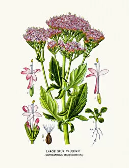 Images Dated 3rd August 2016: Valerian plant