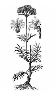 Valerian (Valeriana officinalis)
