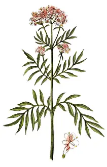 Valerian (Valeriana officinalis)