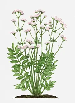 Valeriana officinalis (Valerian) with pink flowers and green leaves on tall stem