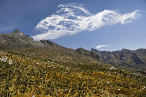 Images Dated 16th February 2012: Valley with Afro-alpine vegetation, Giant Groundsels -Dendrosenecio- in front of mountains in