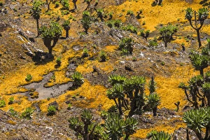 Images Dated 16th February 2012: Valley with Afro-alpine vegetation, Giant Groundsels -Dendrosenecio- in the Rwenzori Mountains