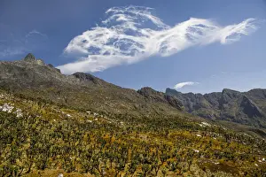 Valley with Afro-alpine vegetation, Giant Groundsels -Dendrosenecio- in front of mountains in the Rwenzori Mountains, Kasese, Uganda