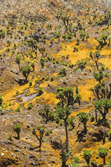Uganda Prints: Valley with Afro-alpine vegetation